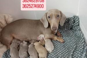 Mascotas Sin datos  Mascotas